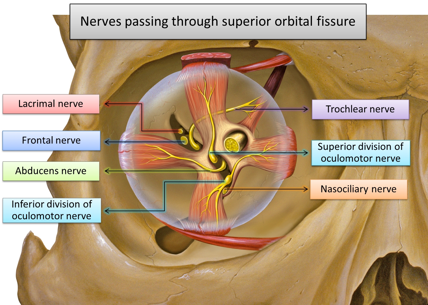 Nerves passing through superior orbital fissure2