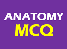 anatomy mcq