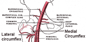 Blood supply to head and neck of femur - Orthopaedics MCQ