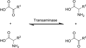 Transamination reaction