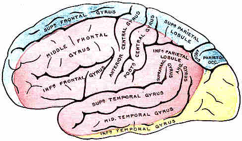 Areas involved in posterior cerebral artery infarct