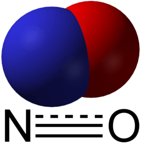 Primary action of nitric oxide in the GIT - Physiology MCQ