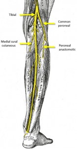 Common peroneal nerve injury - Anatomy MCQ « PG Blazer
