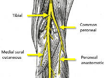 Nerves of lower limb