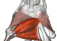 Adductor Pollicis muscle