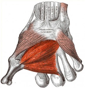 Origin of oblique head of adductor pollicis - Anatomy MCQ