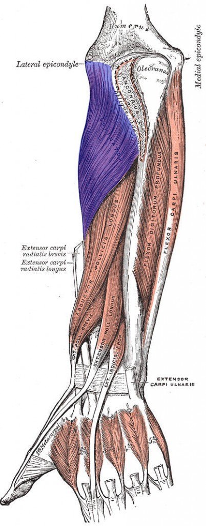 Supination of forearm with elbow extended - Anatomy MCQ