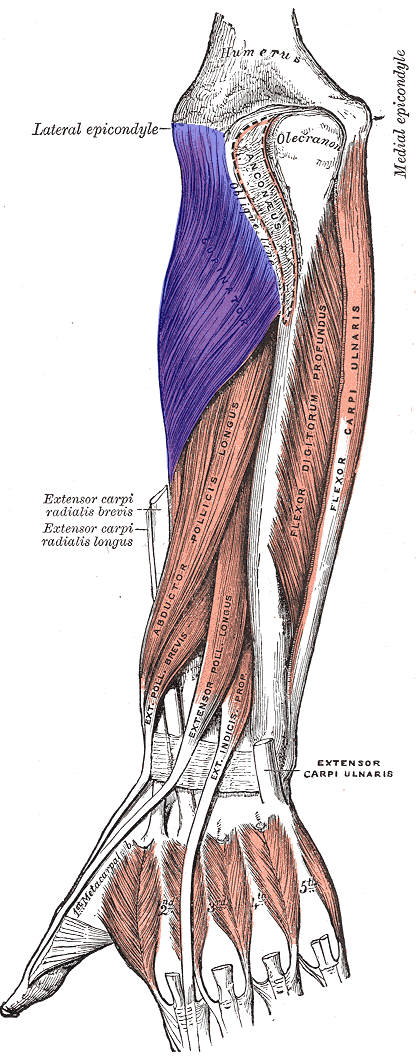 supinator and pronator muscles
