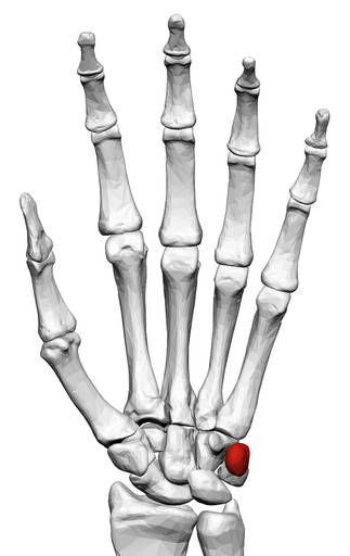 Pisiform is a sesamoid bone in the tendon of - Anatomy MCQ