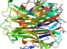 RANKL (TNFSF11) - Protein structure rendering