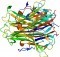 RANKL (TNFSF11) - Protein structure rendering