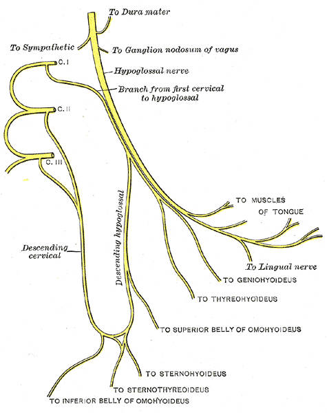 Ansa cervicalis - Anatomy MCQ « PG Blazer