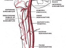 Branches of femoral artery