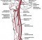 Branches of femoral artery
