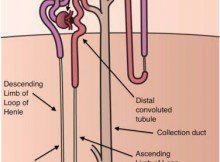 Juxtamedullary and cortical nephrons