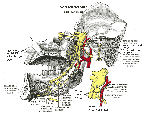 Mandibular nerve divison Branches posterior division: larger than the