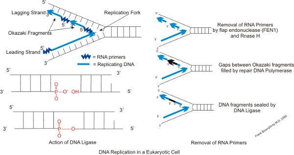 okazaki fragments dna ligase