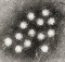 Hepatitis A virus virions