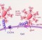 HIV attachment - CD4, CCR5, CXCR4